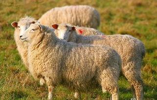 娱乐吃瓜酱羊羊,羊羊酱带你领略娱乐圈风云变幻  第2张